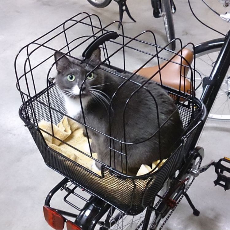 PET BASKET WITH CAGE AND QUICK RELEASE